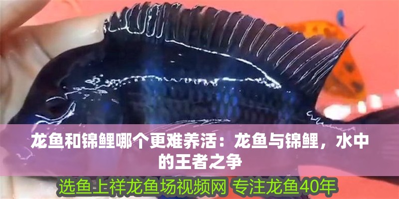 龍魚和錦鯉哪個更難養活：龍魚與錦鯉，水中的王者之爭