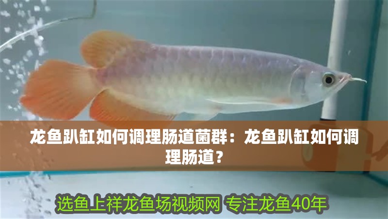 龍魚趴缸如何調(diào)理腸道菌群：龍魚趴缸如何調(diào)理腸道？