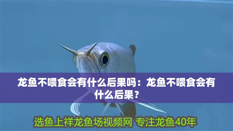 龍魚不喂食會有什么后果嗎：龍魚不喂食會有什么后果？