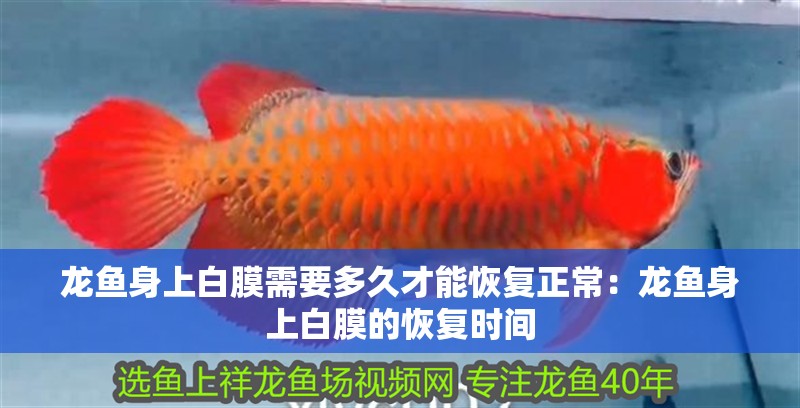 龍魚身上白膜需要多久才能恢復正常：龍魚身上白膜的恢復時間