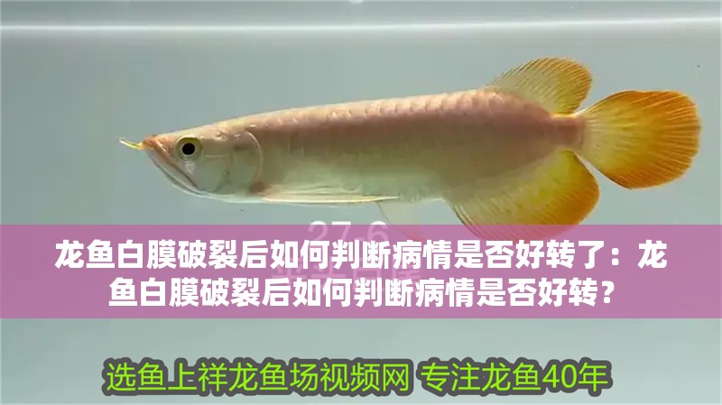 龍魚白膜破裂后如何判斷病情是否好轉(zhuǎn)了：龍魚白膜破裂后如何判斷病情是否好轉(zhuǎn)？