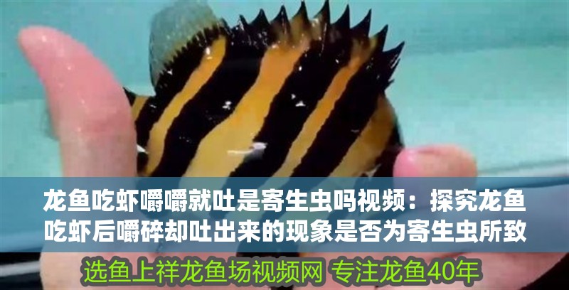 龍魚吃蝦嚼嚼就吐是寄生蟲嗎視頻：探究龍魚吃蝦后嚼碎卻吐出來的現象是否為寄生蟲所致