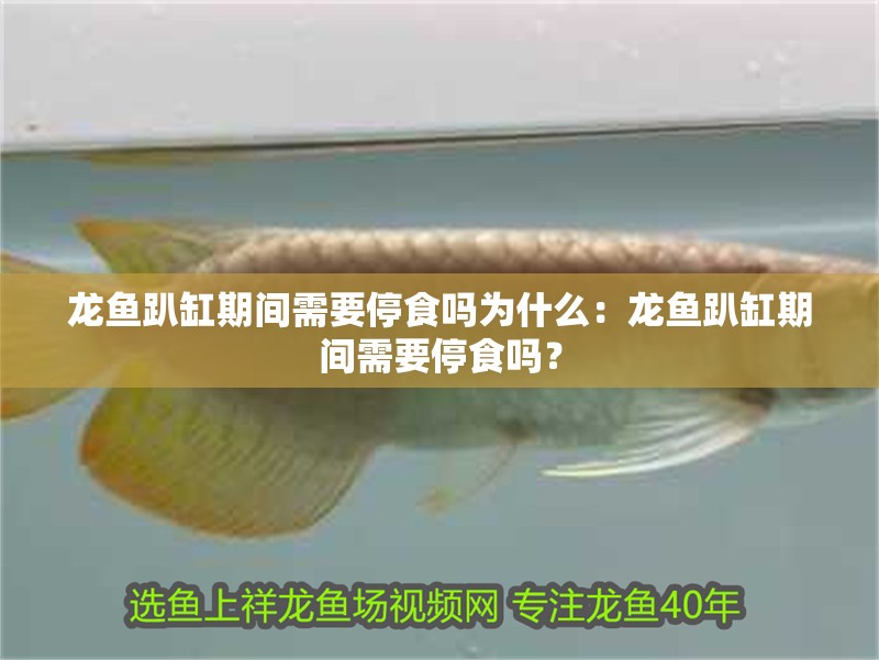 龍魚趴缸期間需要停食嗎為什么：龍魚趴缸期間需要停食嗎？