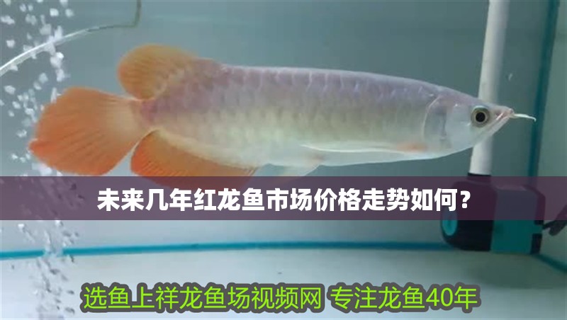未來幾年紅龍魚市場價格走勢如何？