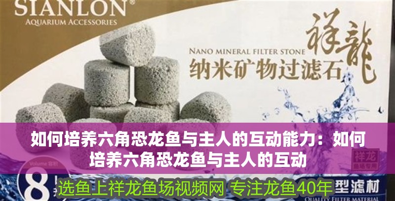 如何培養六角恐龍魚與主人的互動能力：如何培養六角恐龍魚與主人的互動