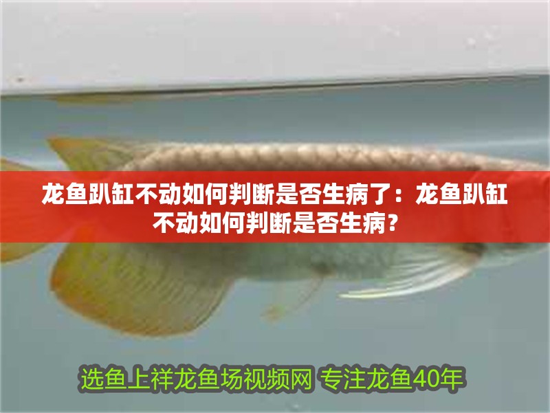 龍魚趴缸不動如何判斷是否生病了：龍魚趴缸不動如何判斷是否生病？