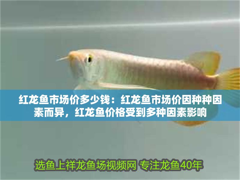 紅龍魚市場價多少錢：紅龍魚市場價因種種因素而異，紅龍魚價格受到多種因素影響