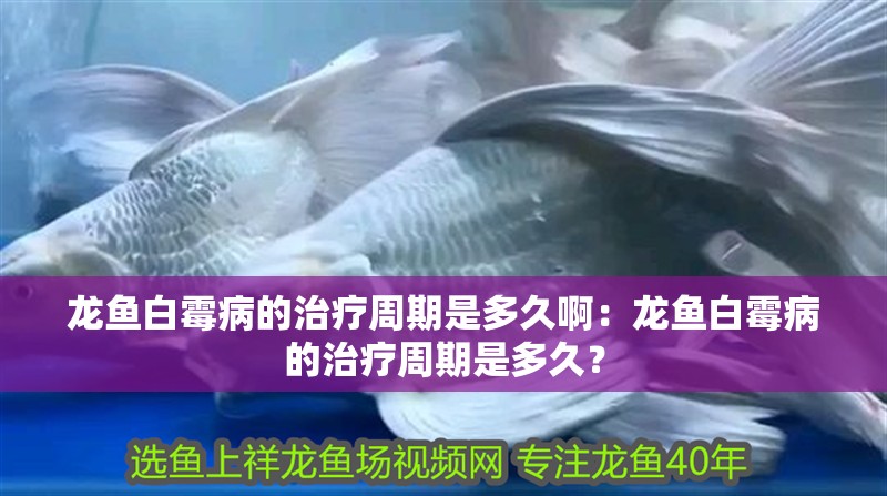 龍魚白霉病的治療周期是多久?。糊堲~白霉病的治療周期是多久？