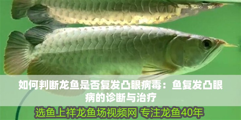 如何判斷龍魚是否復發凸眼病毒：魚復發凸眼病的診斷與治療