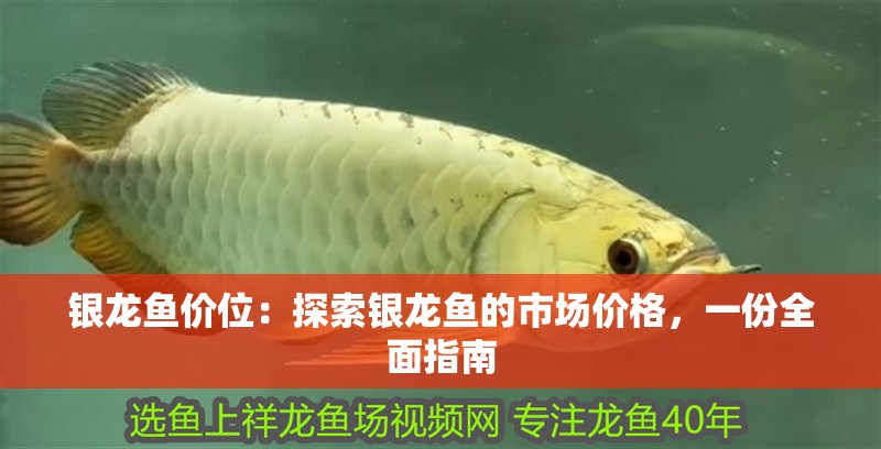 銀龍魚價(jià)位：探索銀龍魚的市場(chǎng)價(jià)格，一份全面指南 銀龍魚價(jià)位：探索銀龍魚的市場(chǎng)價(jià)格，一份全面指南 水族問答