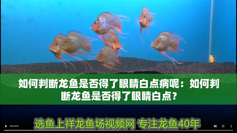 如何判斷龍魚是否得了眼睛白點病呢：如何判斷龍魚是否得了眼睛白點？