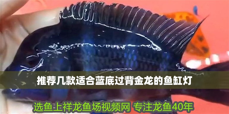 推薦幾款適合藍底過背金龍的魚缸燈