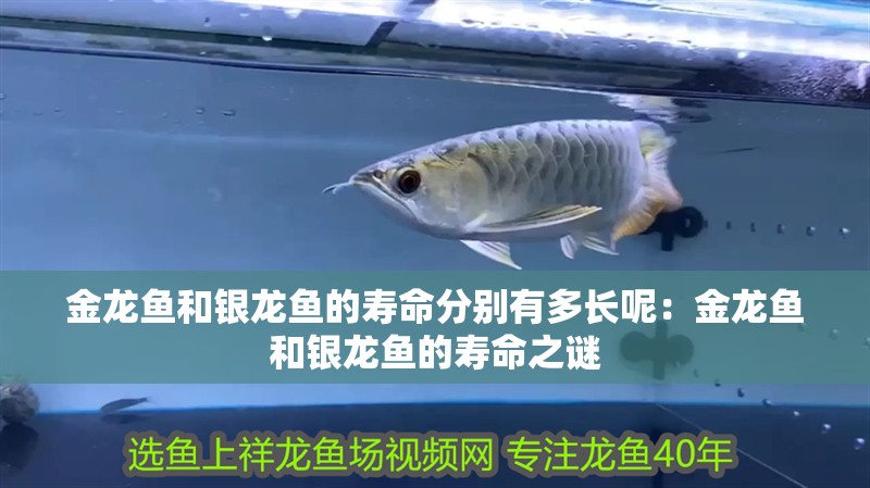 金龍魚和銀龍魚的壽命分別有多長呢：金龍魚和銀龍魚的壽命之謎