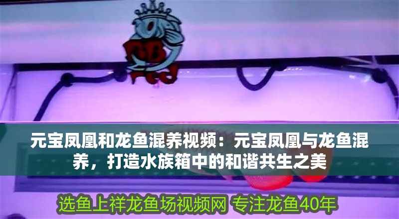 元寶鳳凰和龍魚混養視頻：元寶鳳凰與龍魚混養，打造水族箱中的和諧共生之美