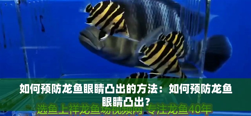 如何預防龍魚眼睛凸出的方法：如何預防龍魚眼睛凸出？