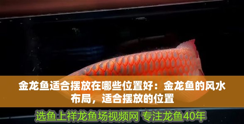 金龍魚適合擺放在哪些位置好：金龍魚的風水布局，適合擺放的位置