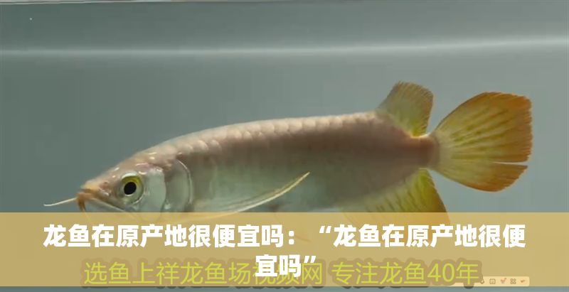 龍魚在原產地很便宜嗎：“龍魚在原產地很便宜嗎”
