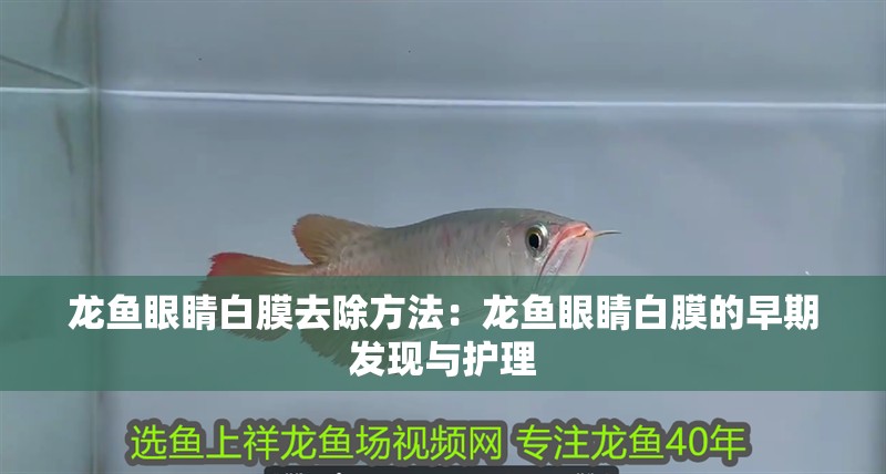 龍魚眼睛白膜去除方法：龍魚眼睛白膜的早期發現與護理