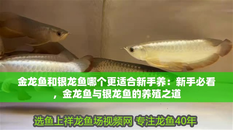 金龍魚(yú)和銀龍魚(yú)哪個(gè)更適合新手養(yǎng)：新手必看，金龍魚(yú)與銀龍魚(yú)的養(yǎng)殖之道