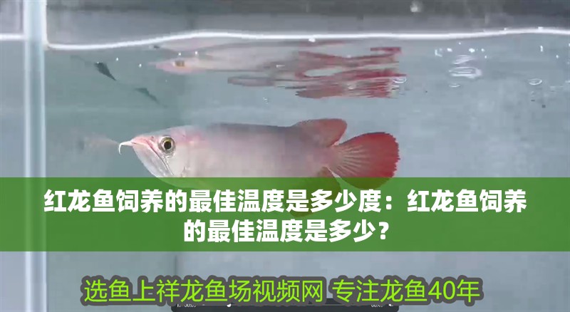 紅龍魚飼養的最佳溫度是多少度：紅龍魚飼養的最佳溫度是多少？