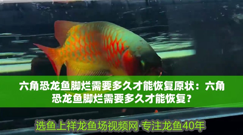 六角恐龍魚腳爛需要多久才能恢復原狀：六角恐龍魚腳爛需要多久才能恢復？