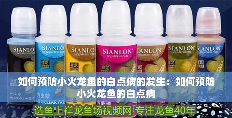 如何預防小火龍魚的白點病的發生：如何預防小火龍魚的白點病