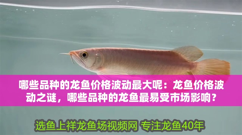 哪些品種的龍魚價格波動最大呢：龍魚價格波動之謎，哪些品種的龍魚最易受市場影響？