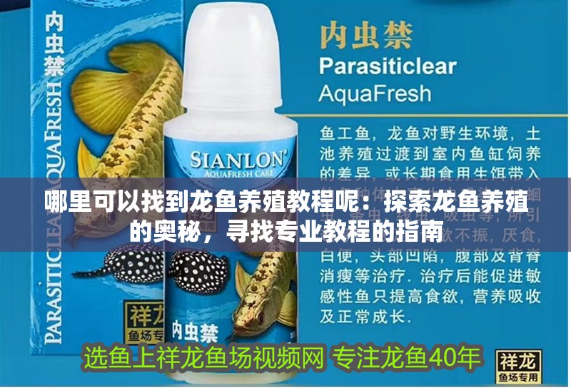 哪里可以找到龍魚養殖教程呢：探索龍魚養殖的奧秘，尋找專業教程的指南