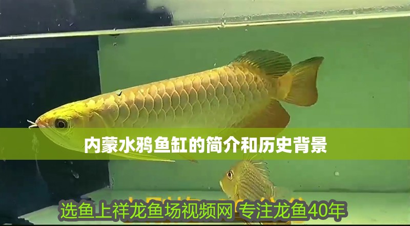 內蒙水鴉魚缸的簡介和歷史背景 內蒙水鴉魚缸的簡介和歷史背景 龍魚百科
