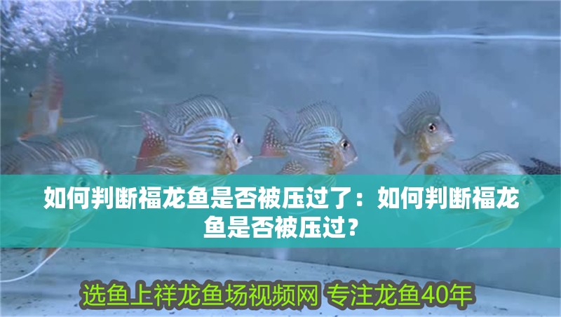 如何判斷福龍魚是否被壓過了：如何判斷福龍魚是否被壓過？