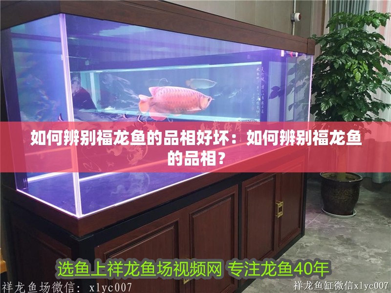 如何辨別福龍魚的品相好壞：如何辨別福龍魚的品相？