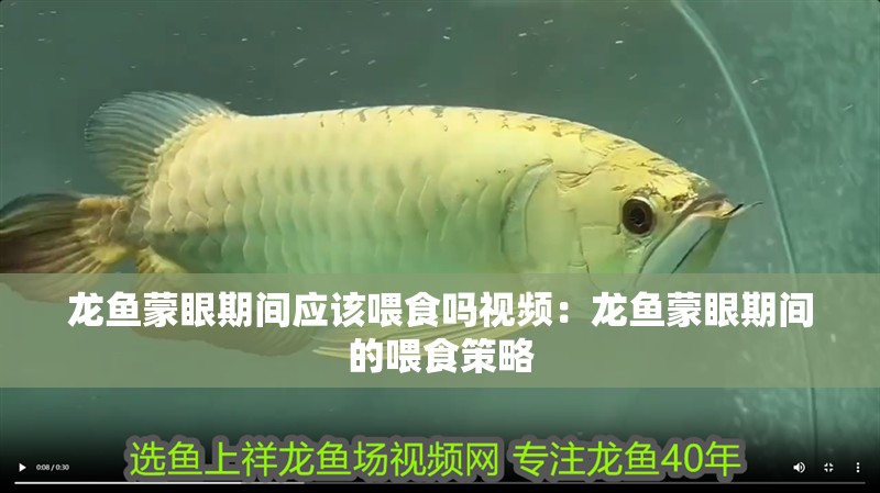 龍魚蒙眼期間應該喂食嗎視頻：龍魚蒙眼期間的喂食策略