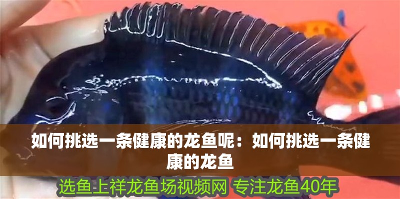 如何挑選一條健康的龍魚呢：如何挑選一條健康的龍魚