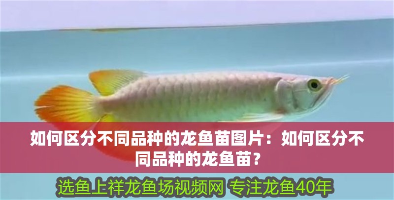 如何區(qū)分不同品種的龍魚苗圖片：如何區(qū)分不同品種的龍魚苗？