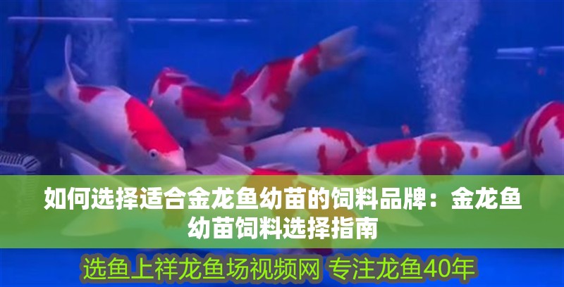如何選擇適合金龍魚(yú)幼苗的飼料品牌：金龍魚(yú)幼苗飼料選擇指南