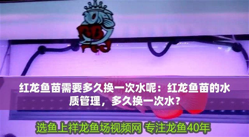 紅龍魚苗需要多久換一次水呢：紅龍魚苗的水質管理，多久換一次水？
