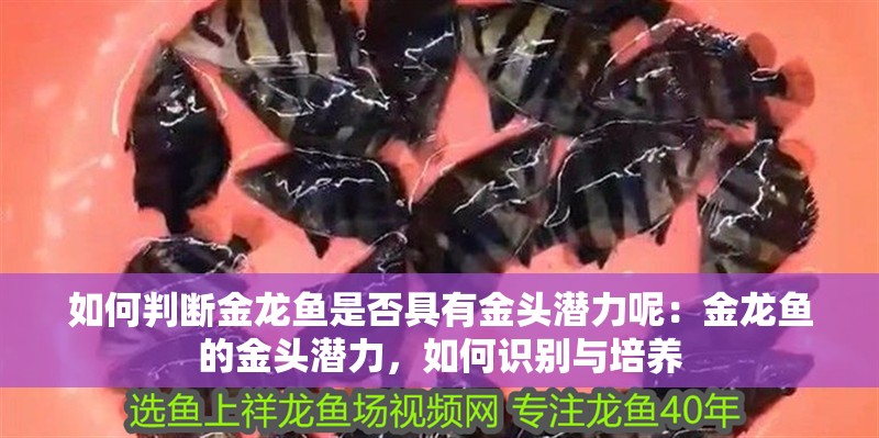 如何判斷金龍魚是否具有金頭潛力呢：金龍魚的金頭潛力，如何識別與培養(yǎng)