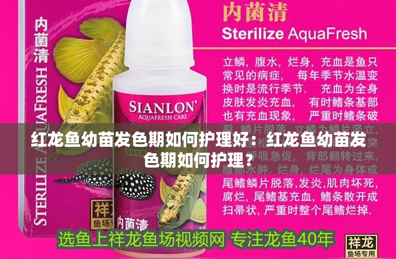 紅龍魚幼苗發色期如何護理好：紅龍魚幼苗發色期如何護理？