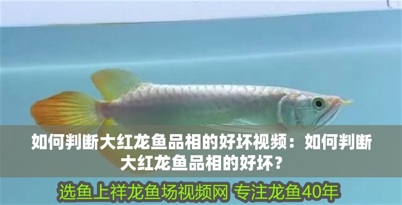 如何判斷大紅龍魚品相的好壞視頻：如何判斷大紅龍魚品相的好壞？