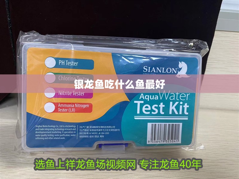 銀龍魚吃什么魚最好