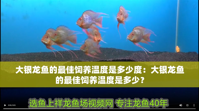 大銀龍魚的最佳飼養溫度是多少度：大銀龍魚的最佳飼養溫度是多少？