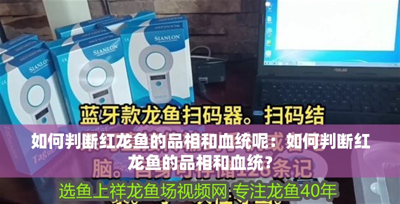 如何判斷紅龍魚的品相和血統(tǒng)呢：如何判斷紅龍魚的品相和血統(tǒng)？