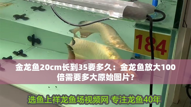金龍魚20cm長到35要多久：金龍魚放大100倍需要多大原始圖片？