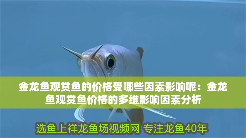 金龍魚觀賞魚的價格受哪些因素影響呢：金龍魚觀賞魚價格的多維影響因素分析
