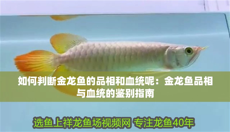 如何判斷金龍魚的品相和血統呢：金龍魚品相與血統的鑒別指南