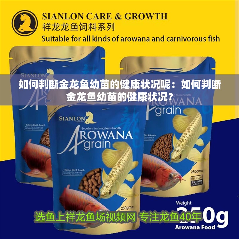 如何判斷金龍魚幼苗的健康狀況呢：如何判斷金龍魚幼苗的健康狀況？