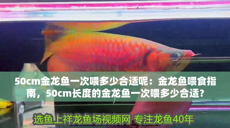 50cm金龍魚一次喂多少合適呢：金龍魚喂食指南，50cm長度的金龍魚一次喂多少合適？