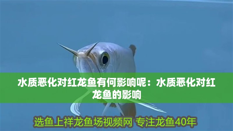 水質(zhì)惡化對紅龍魚有何影響呢：水質(zhì)惡化對紅龍魚的影響