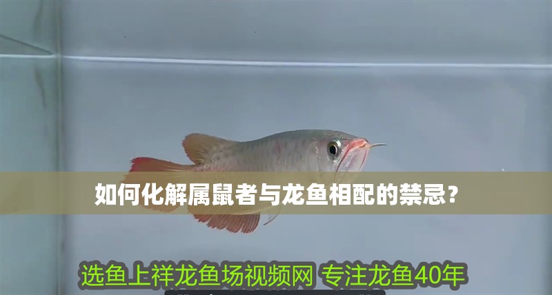 如何化解屬鼠者與龍魚相配的禁忌？