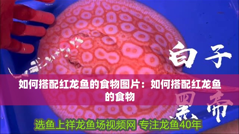 如何搭配紅龍魚的食物圖片：如何搭配紅龍魚的食物